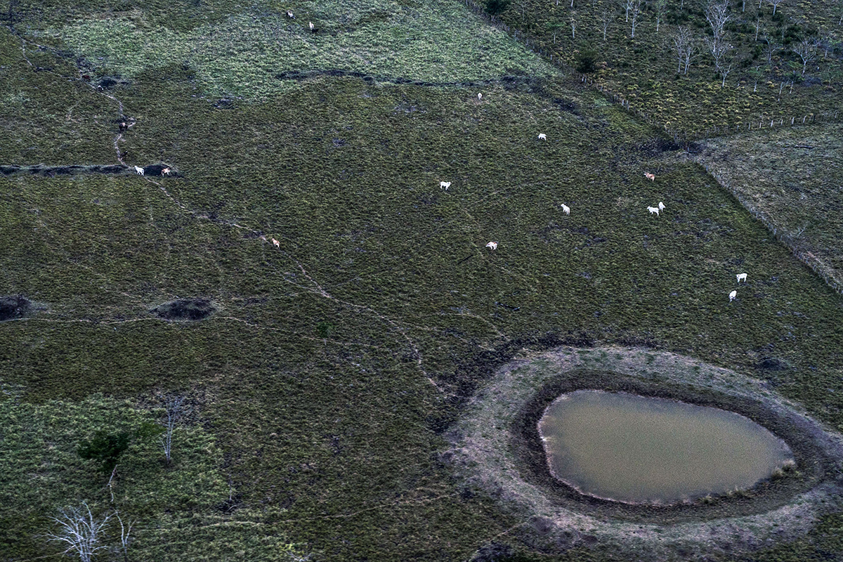 En el Parque Nacional Laguna del Tigre, las vacas disponen de más territorio que las personas