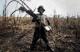 Cosechador de caña durante la zafra en Escuintla, en 2012 Simone Dalmasso